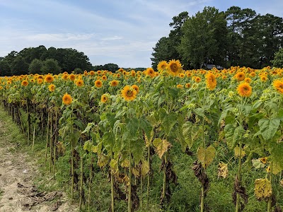 Hill Ridge Farms